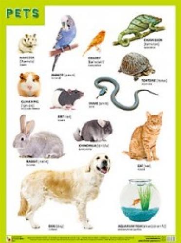 Плакат (англ). PETS (Домашние питомцы). (45х60)