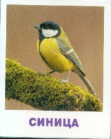 Умный малыш. Птицы /Ходюшина