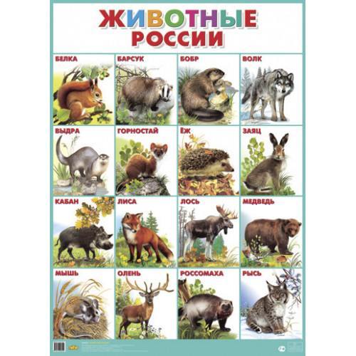 Плакат. Животные России.