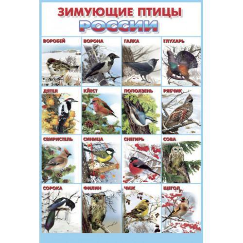 Плакат. Зимующие птицы России.